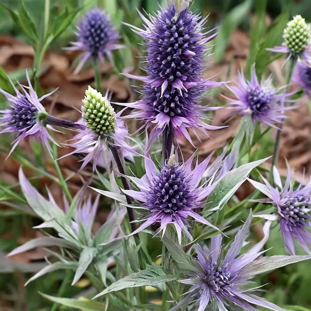 Eryngium elevatum
