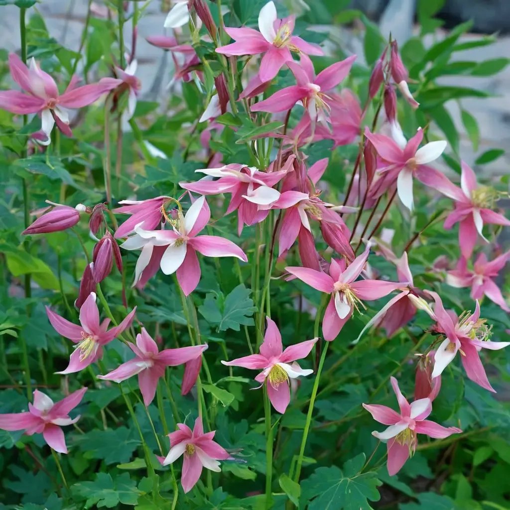 Aquilegia vulgaris 'Biedermeier'