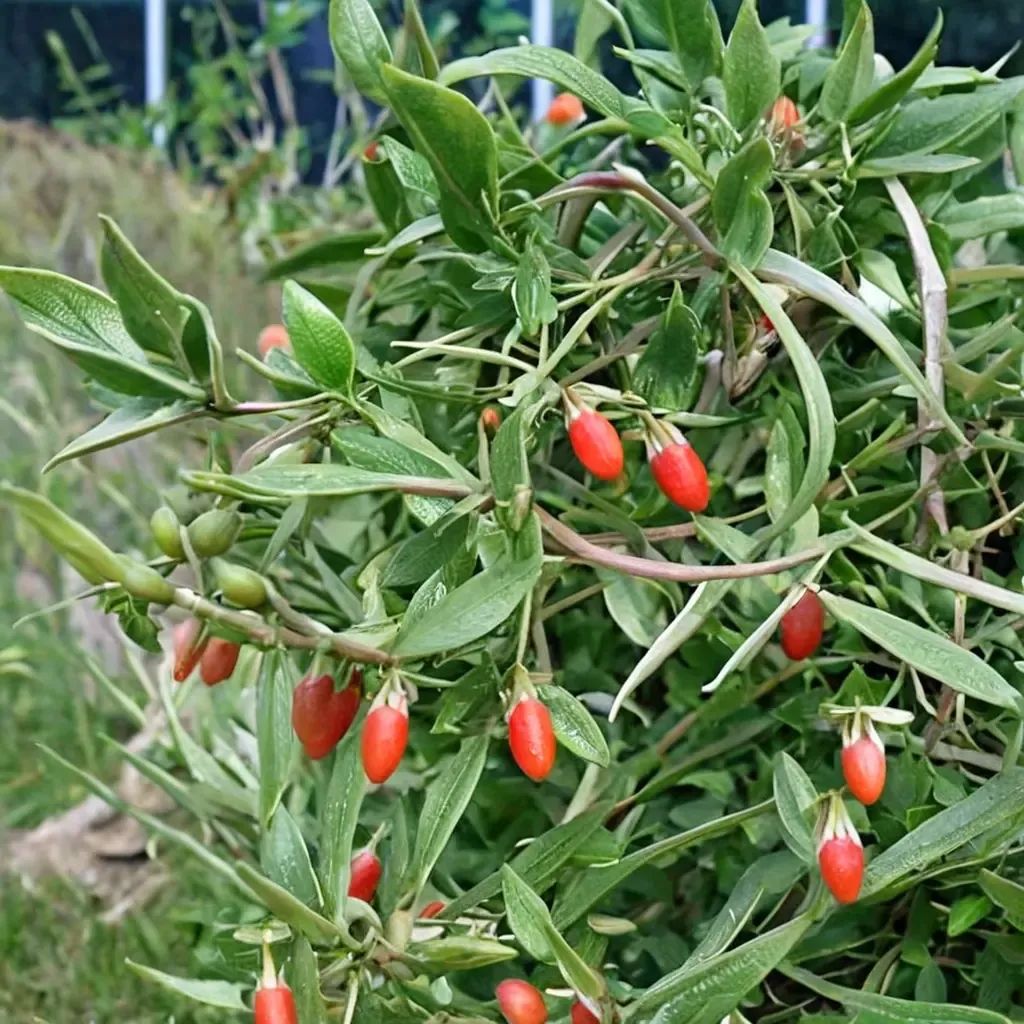 Lycium barbarum