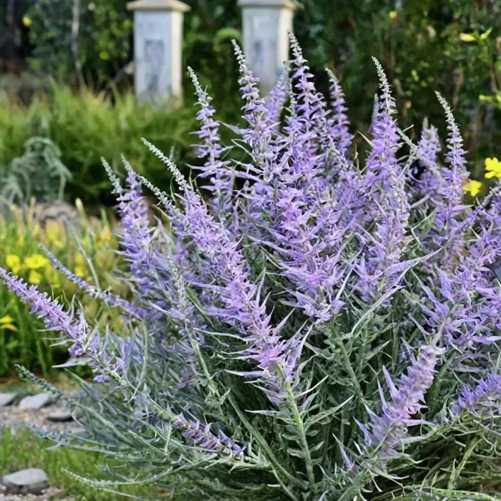 Perovskia atriplicifolia 'Blue Spire'
