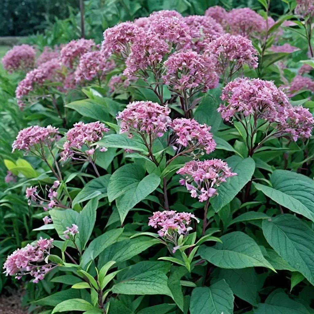 Eupatorium maculatum 'Gateway'