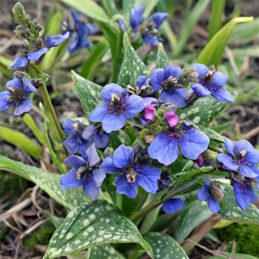 Pulmonaria longifolia