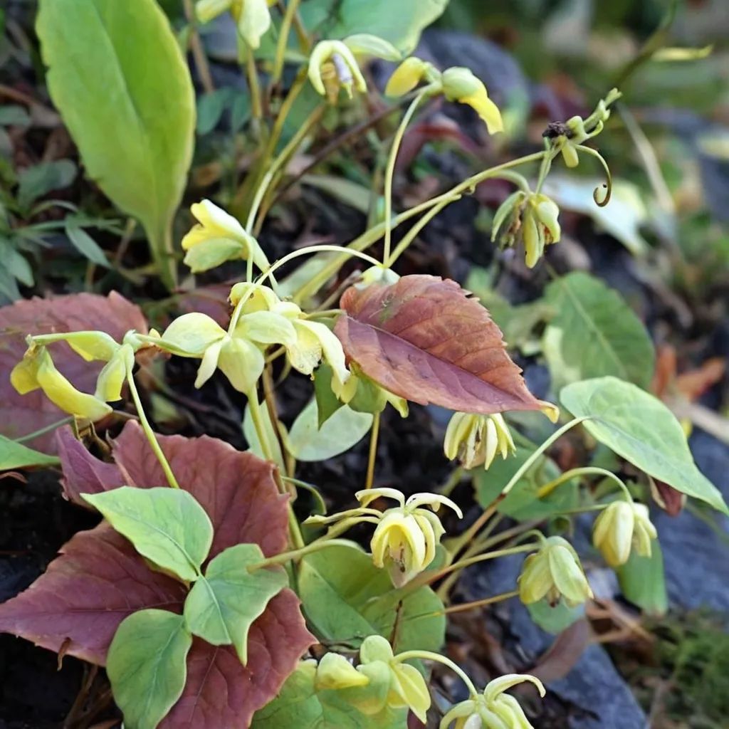 Epimedium franchetii