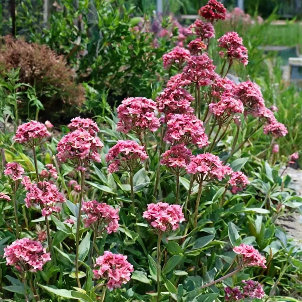 Centranthus ruber