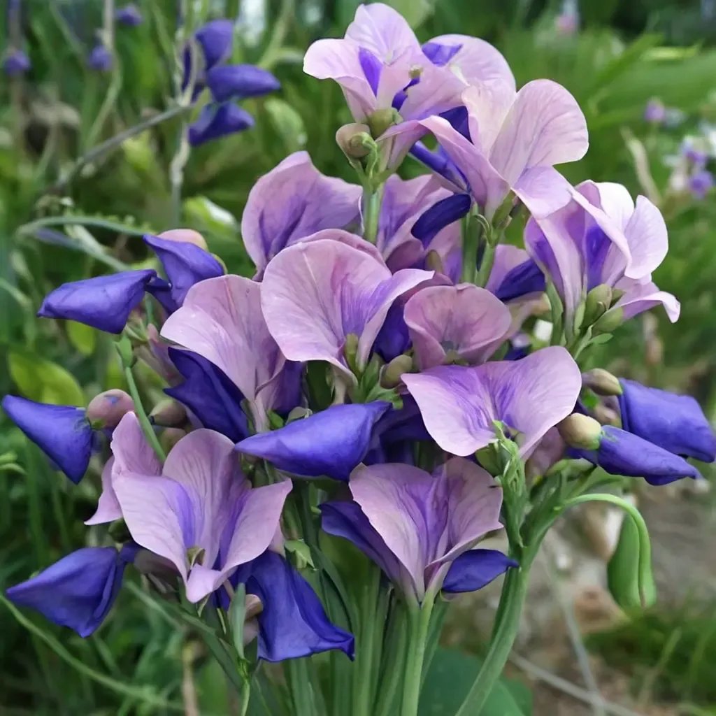 Lathyrus x belinensis 'Erewhon'