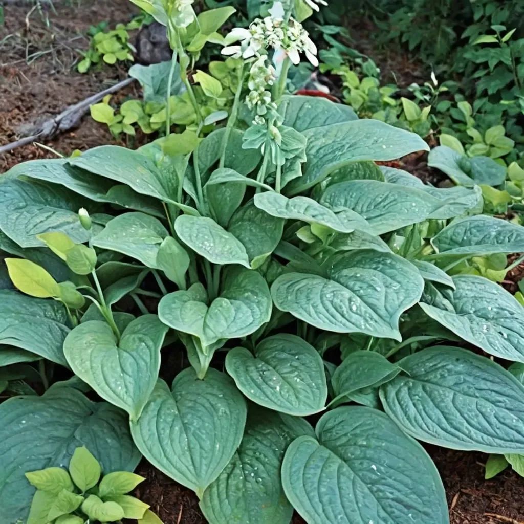 Hosta plantaginea 'Humpback Whale'