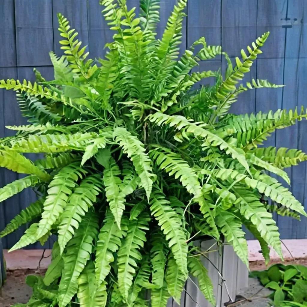Boston Fern