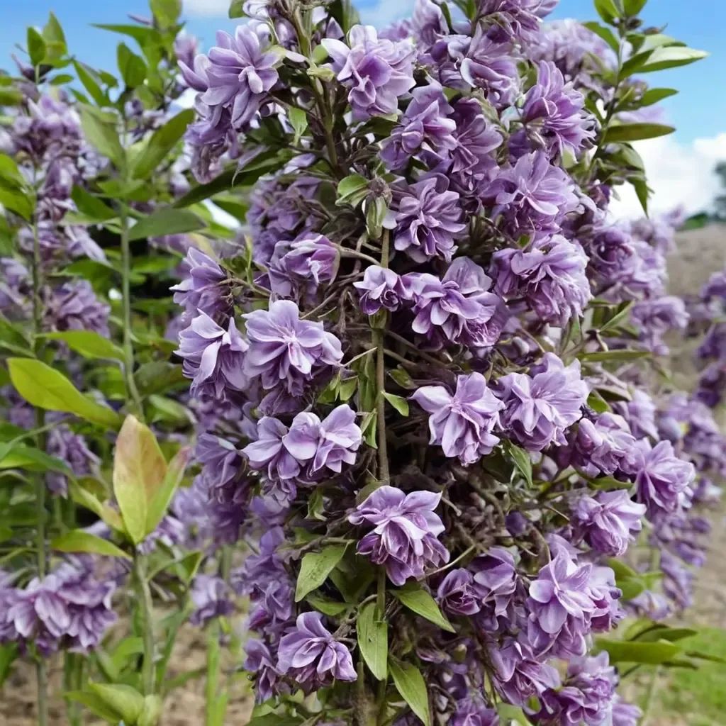Wisteria floribunda 'Grande Diva Jessye'