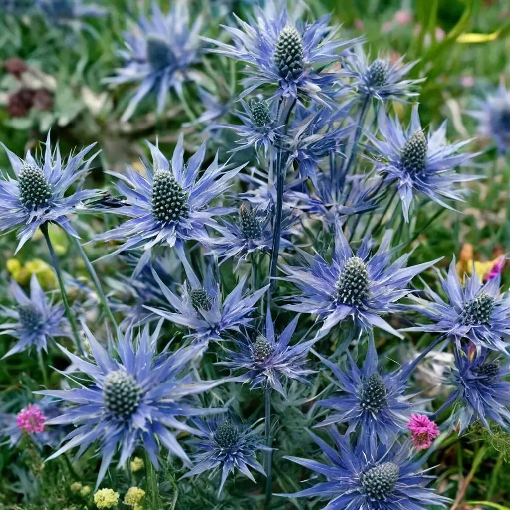 Eryngium x hybrida 'Big Blue'