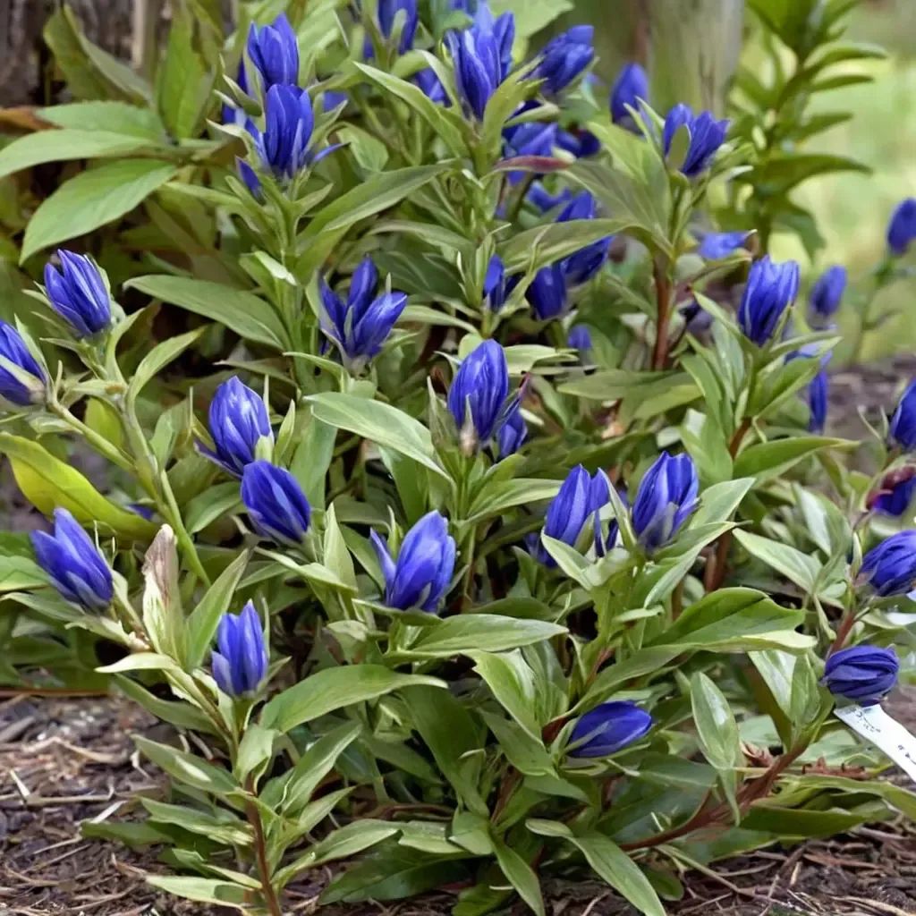 Gentiana gentiana 'True Blue'