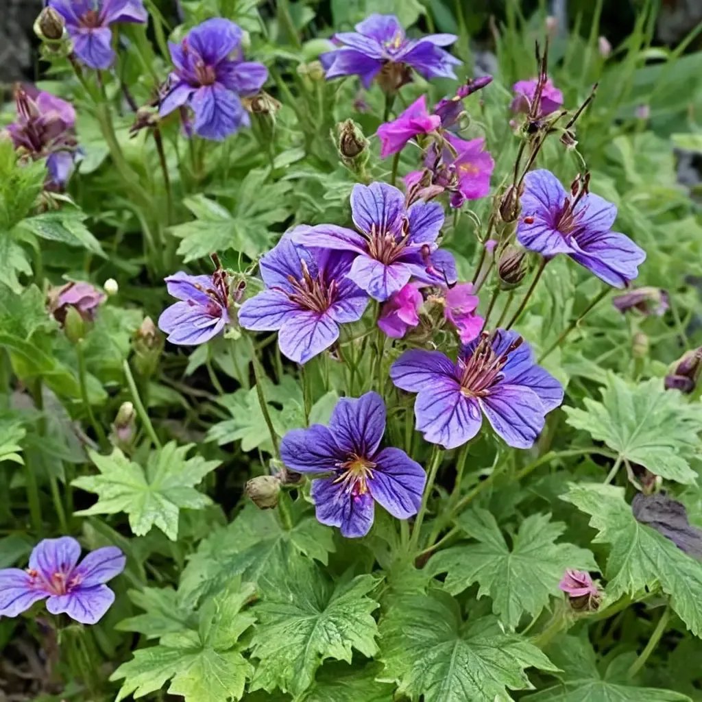 Geranium x magnificum 'Bevan's Variety'
