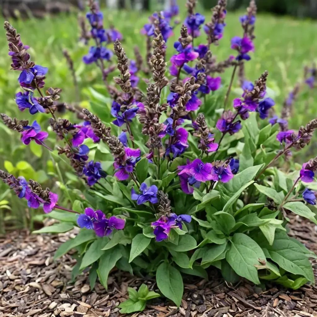Salvia prunus