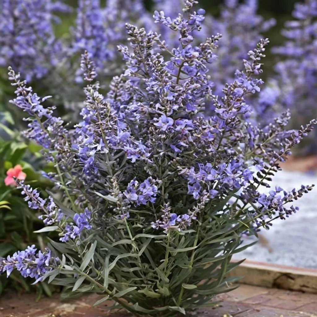 Perovskia atriplicifolia 'Bluesette'
