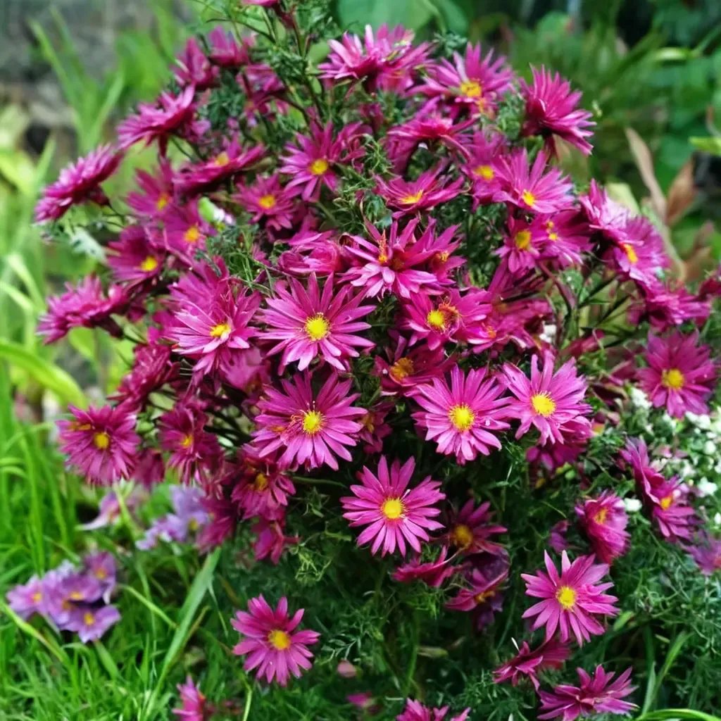 Aster x hybrida 'Crimson Brocade'