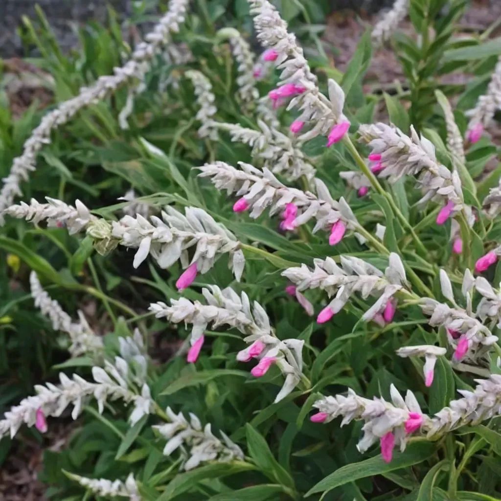 Salvia leucantha 'Ferpink PP'