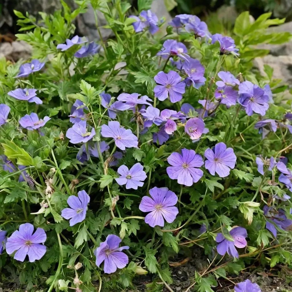 Geranium incanum 'Azure Rush'