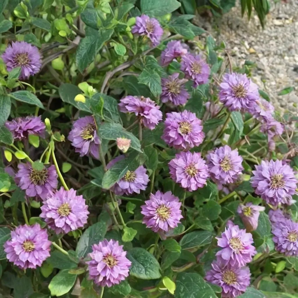 Distictis buccinatoria 'Rivers'