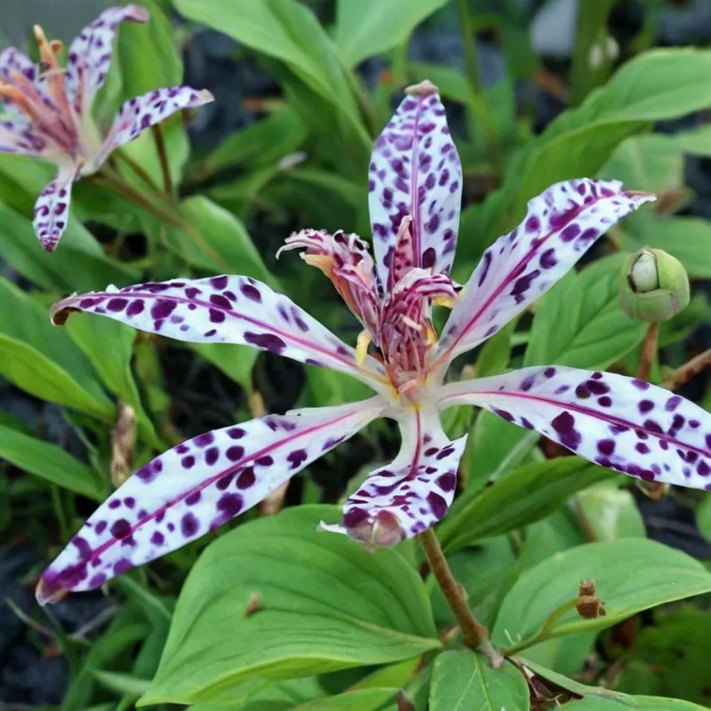 Tricyrtis x hybrida 'Empress'