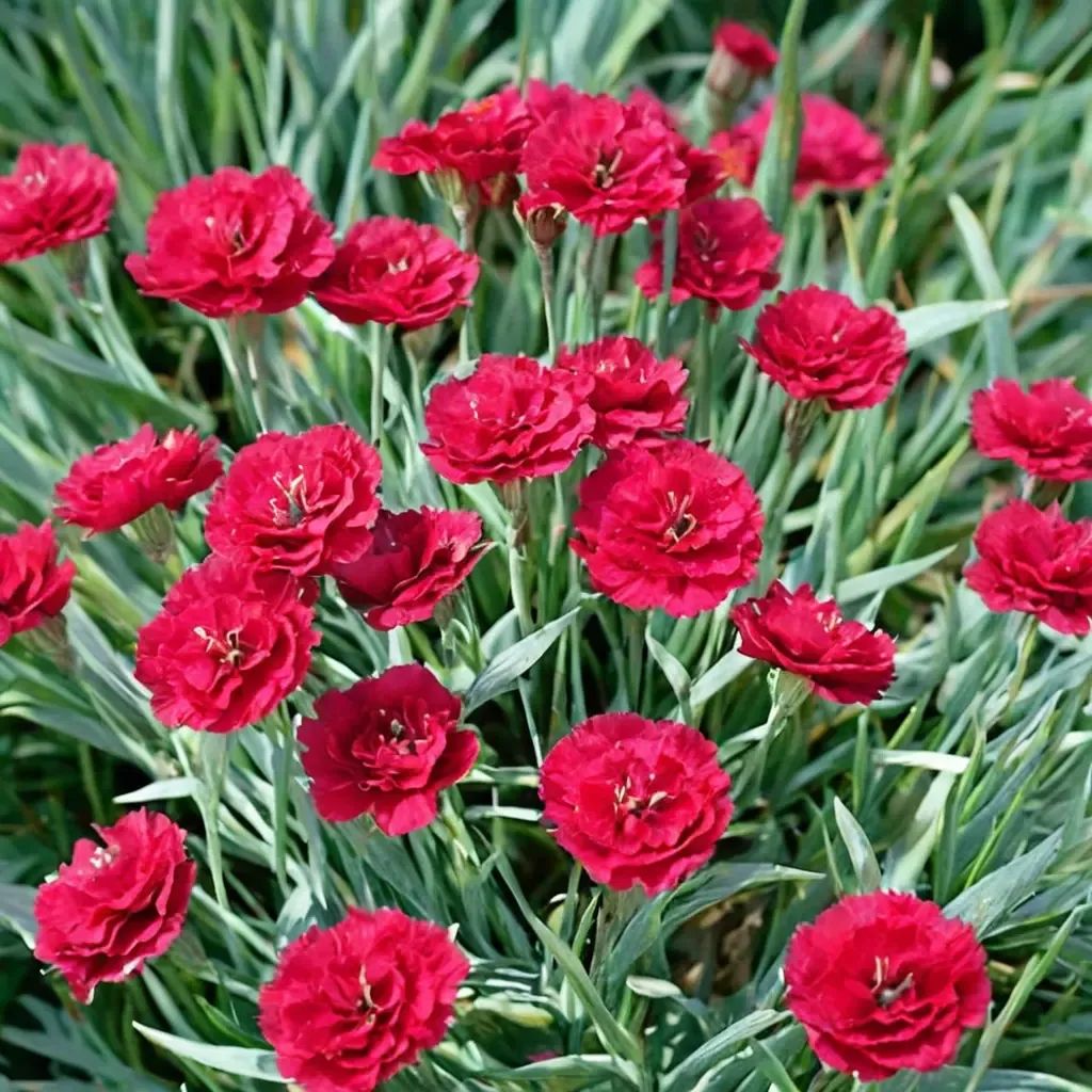 Dianthus caryophyllus 'Frosty Fire'