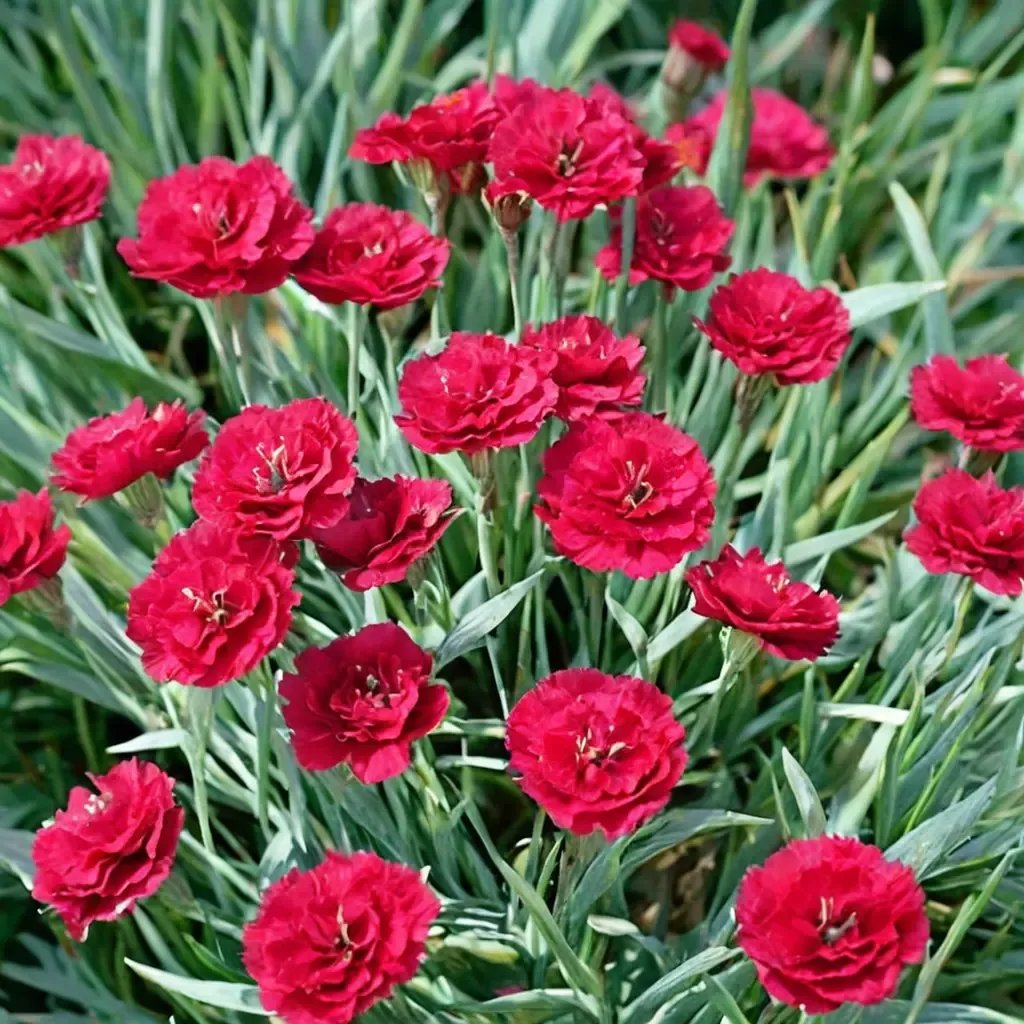 Dianthus caryophyllus 'Frosty Fire'