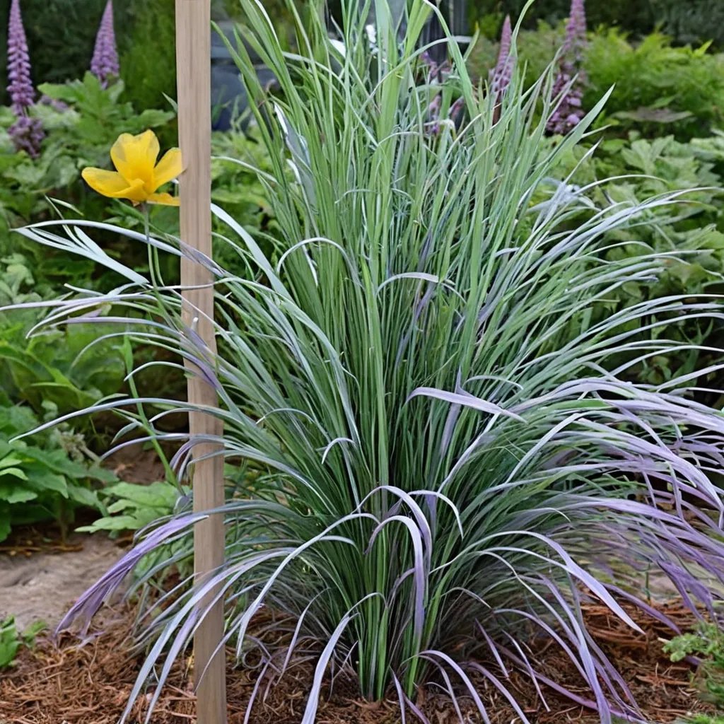Schizachyrium scoparium 'Twilight Zone'