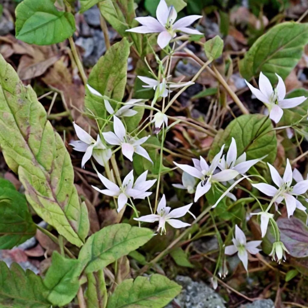 Epimedium chlorandrum 'Sichuan Spider'