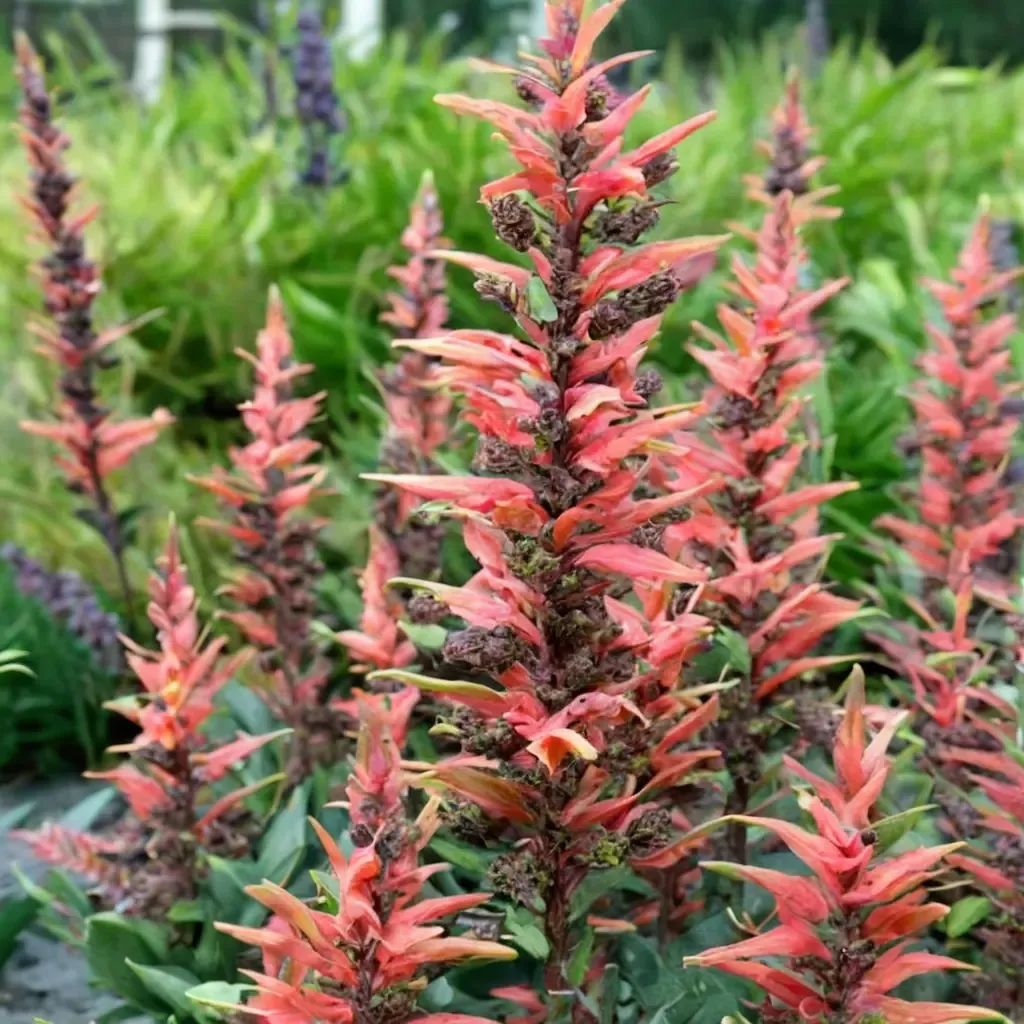 Agastache x hybrida 'Kudos Coral'
