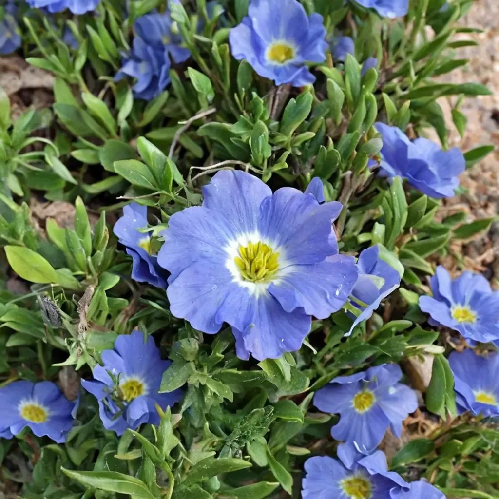 Nolana paradoxa 'Blue Bird'