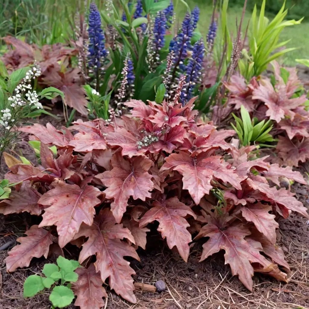 Heucherella tigridia 'Red Rover'