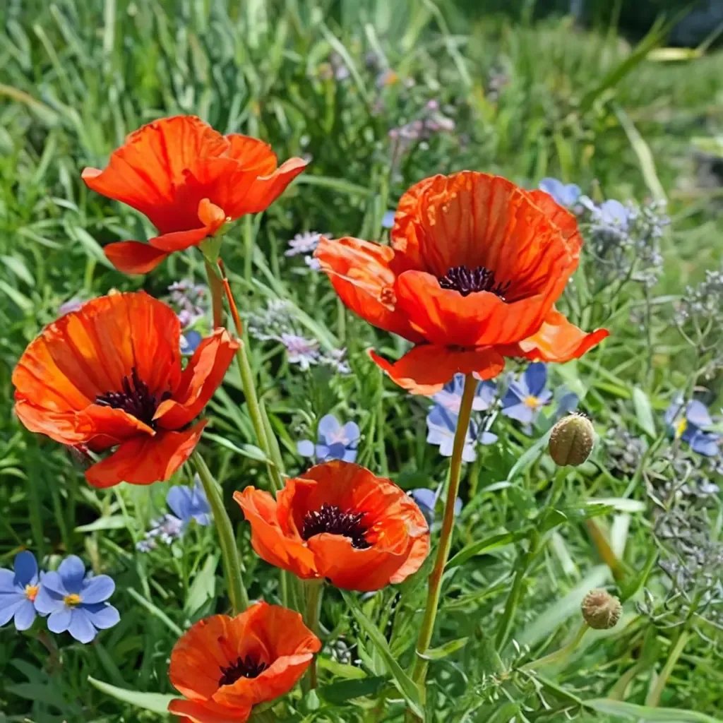 Papaver orientale 'Brilliant'
