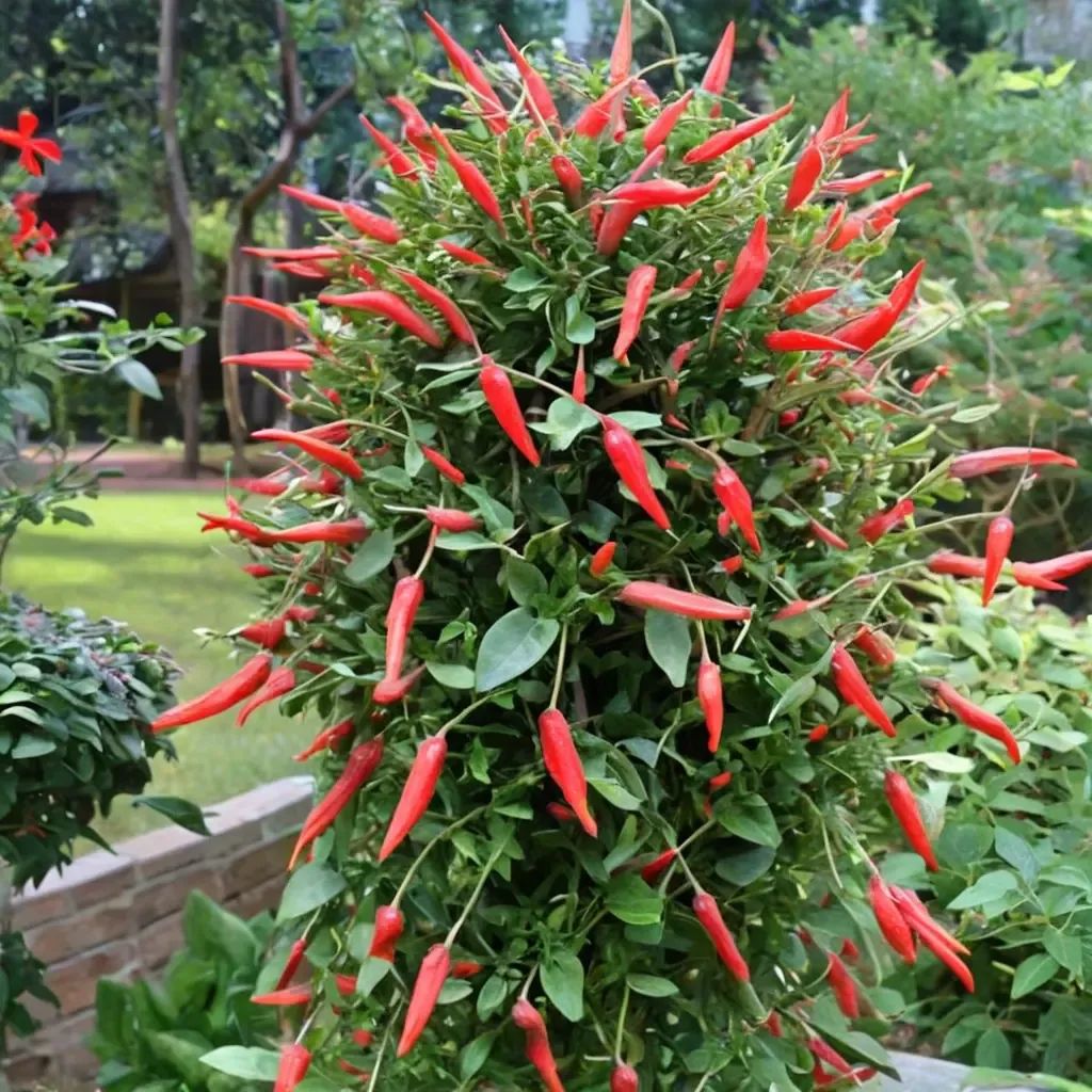 Manettia cordifolia