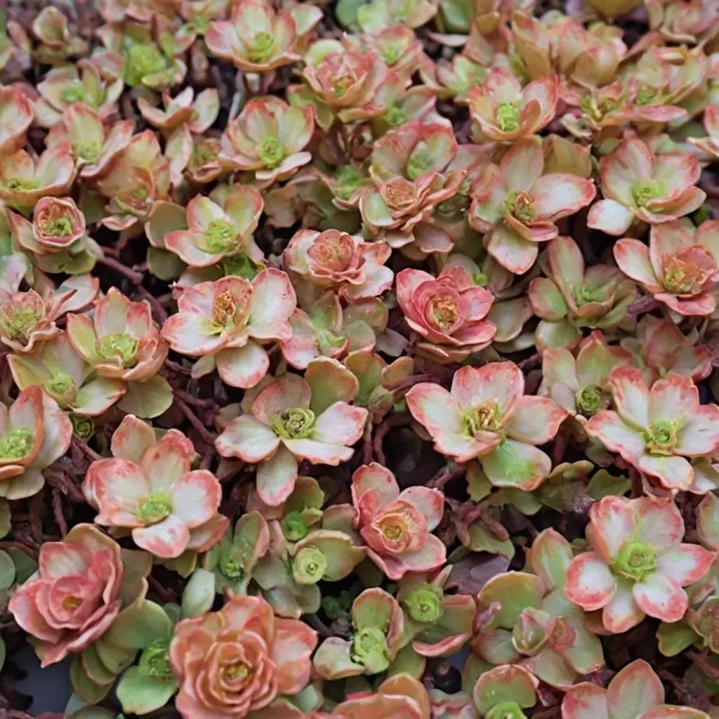 Sedum spurium 'Fulda Glow'