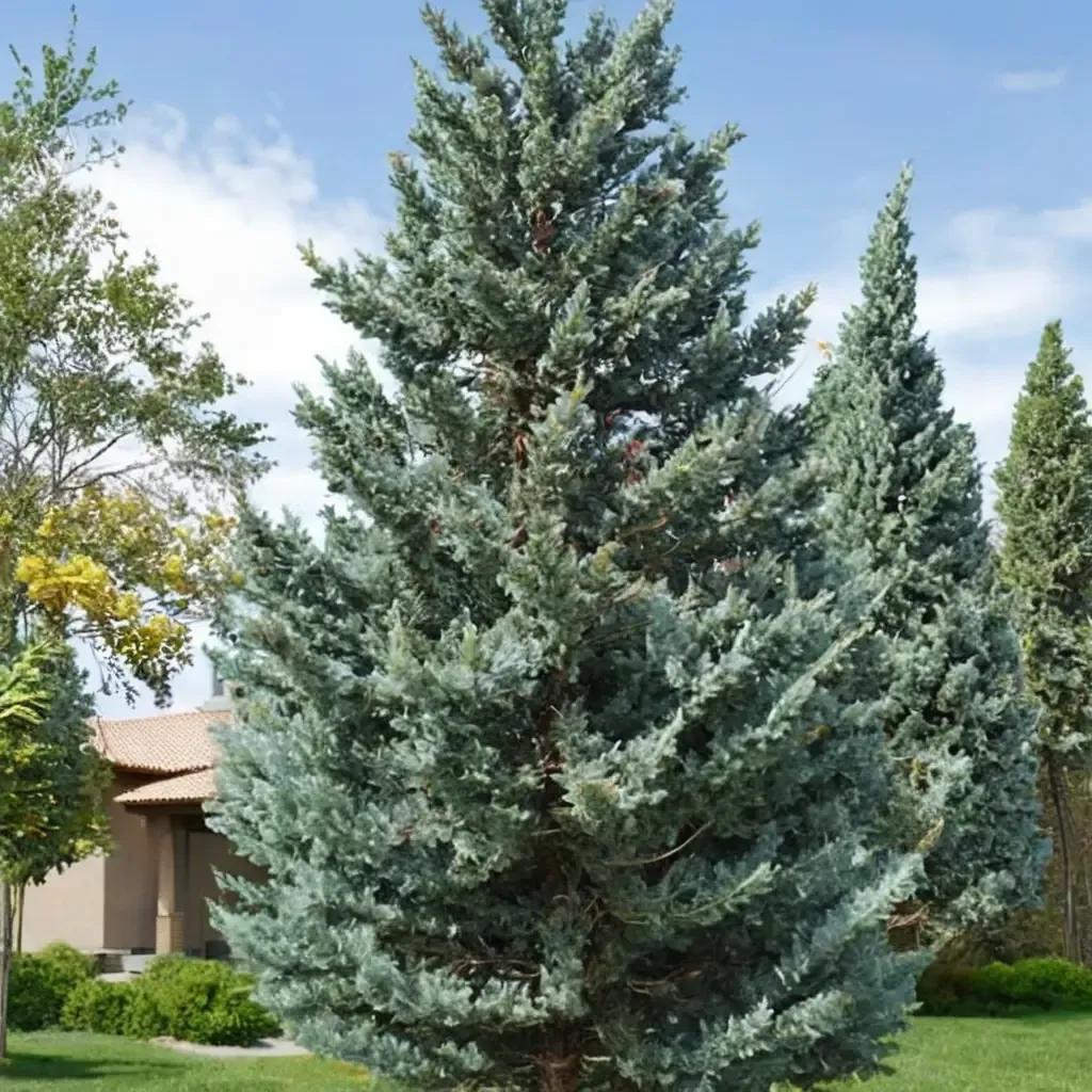 Cypress