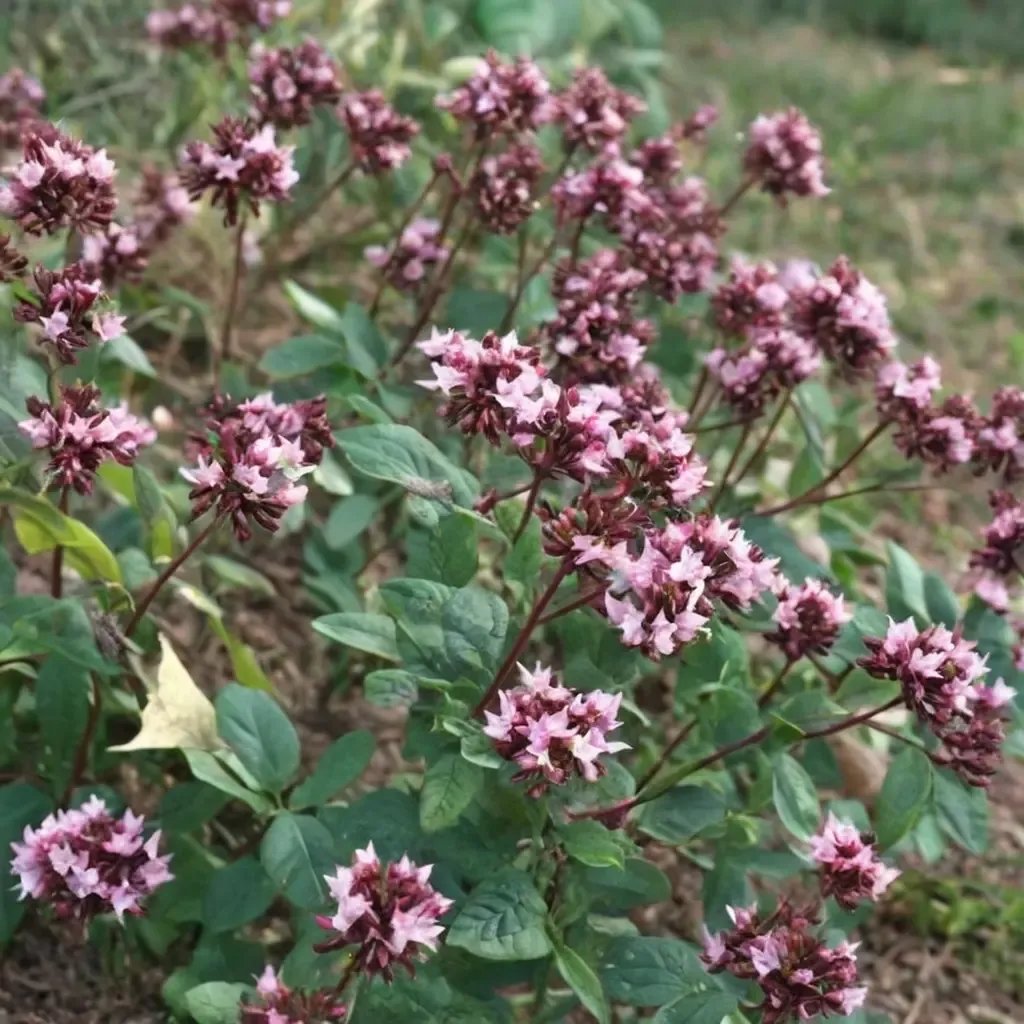 Origanum vulgare 'Rosenkuppel'