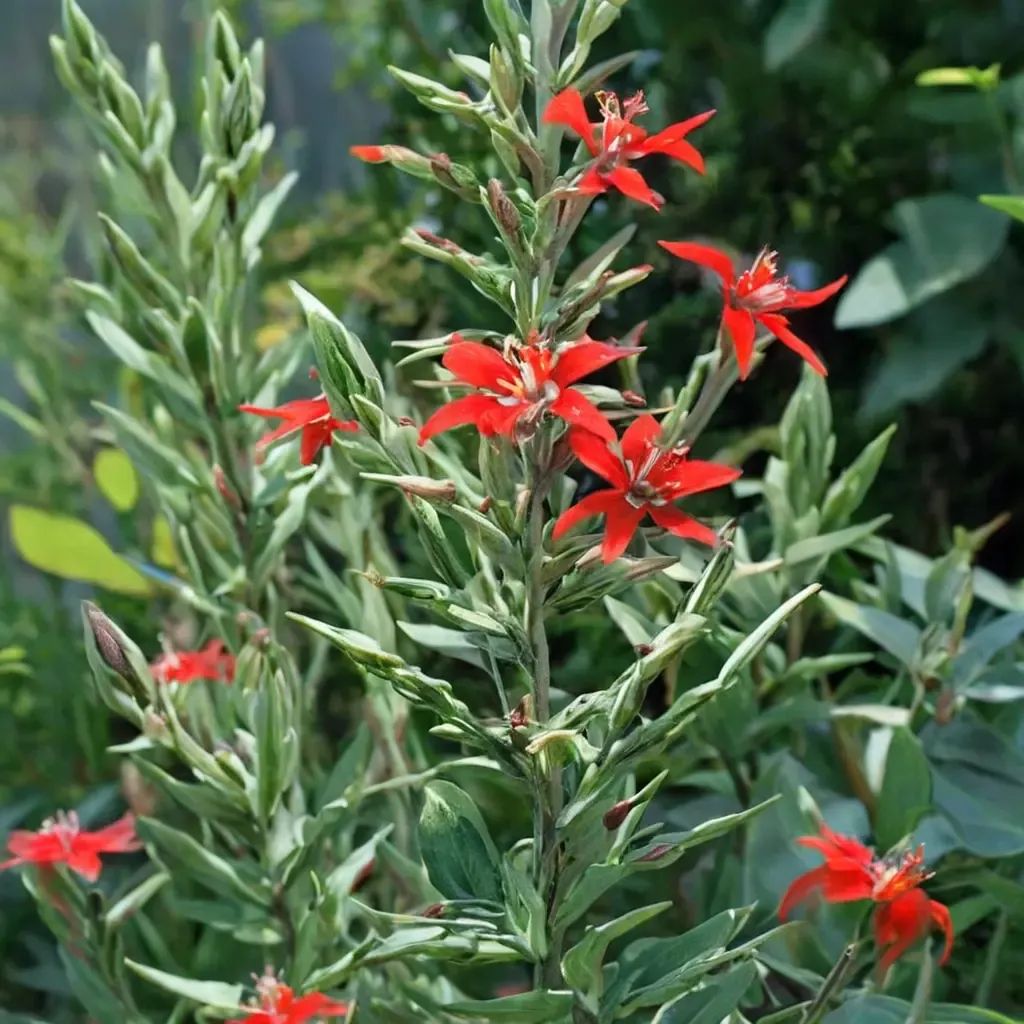 Silene regia
