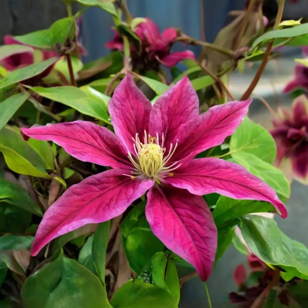 Clematis cirrhosa 'Sunset'