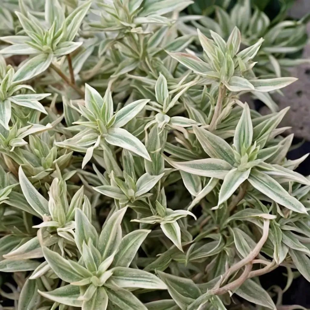 Sedum tectorum 'Sea Urchin'