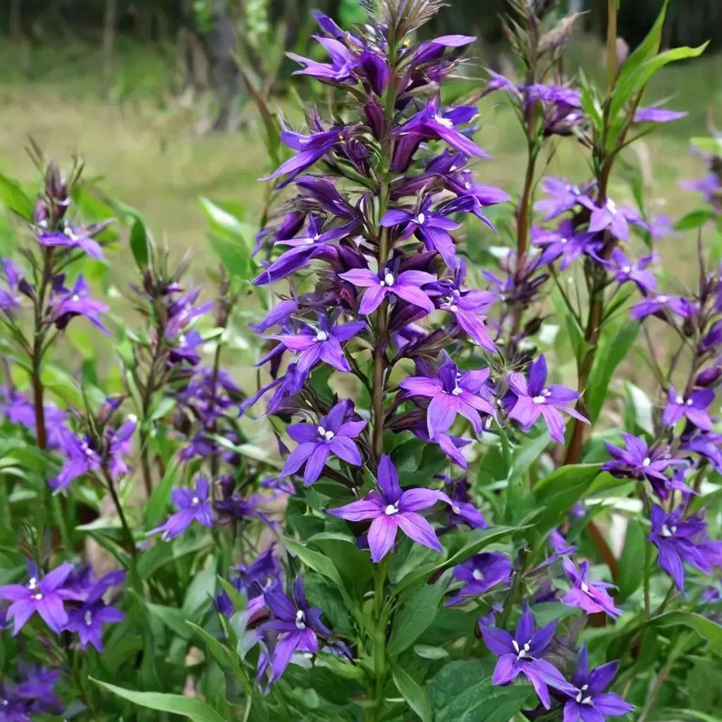 Lobelia x hybrida 'Vedrariensis'