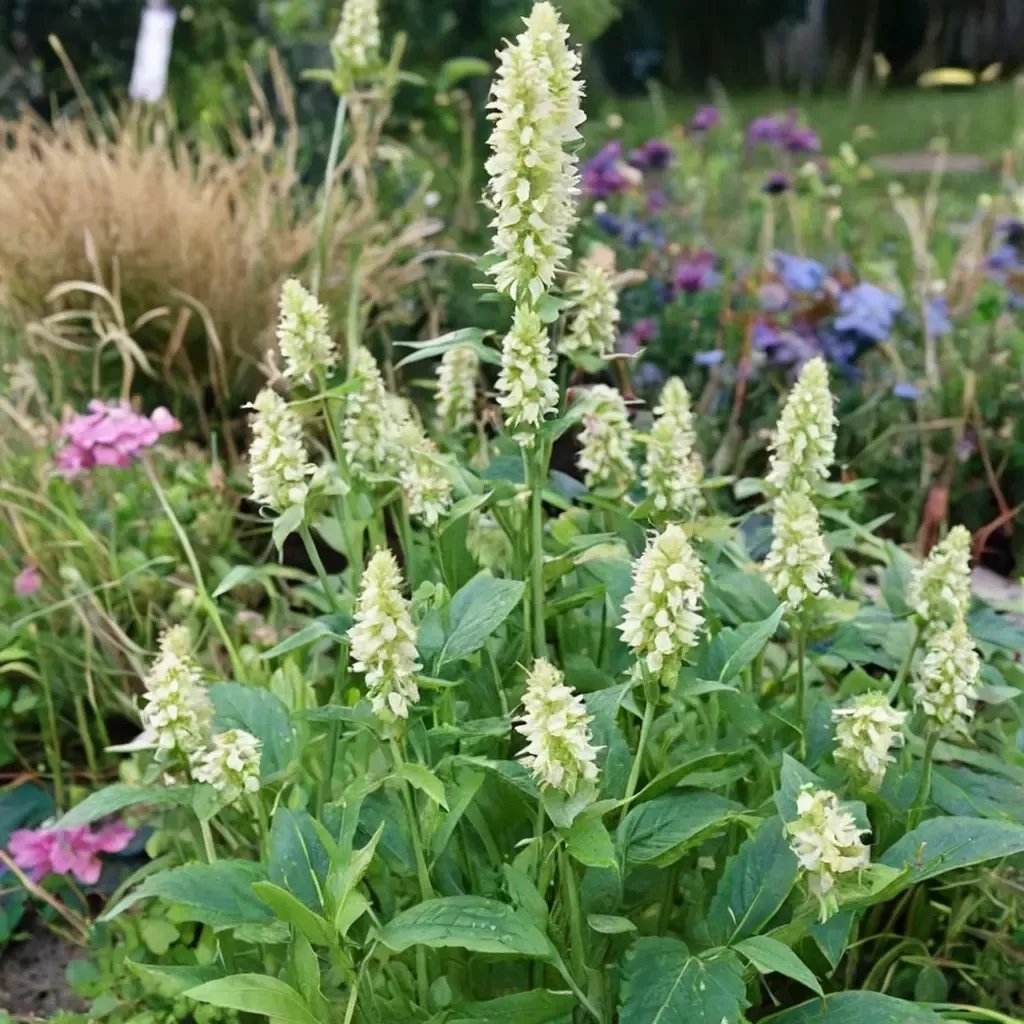 Agastache foeniculum 'Alabaster'