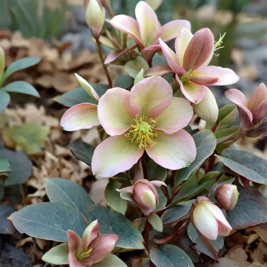 Helleborus niger 'Ivory Prince'