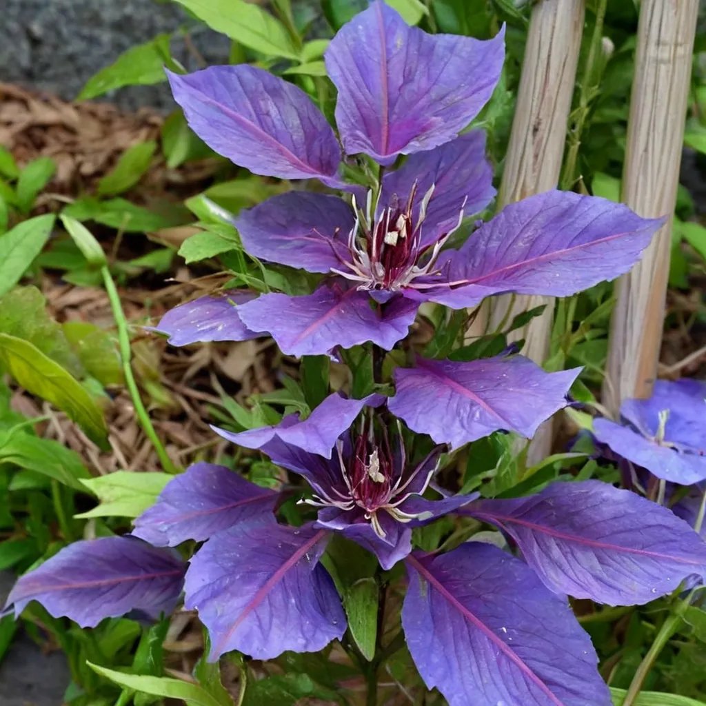 Clematis x hybrida 'Edda'