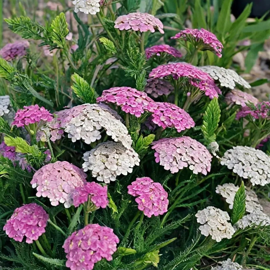 Achillea millefolium 'Apple Blossom'