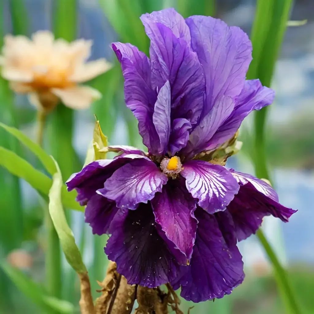 Iris x germanica 'Aubergine a la Mode'