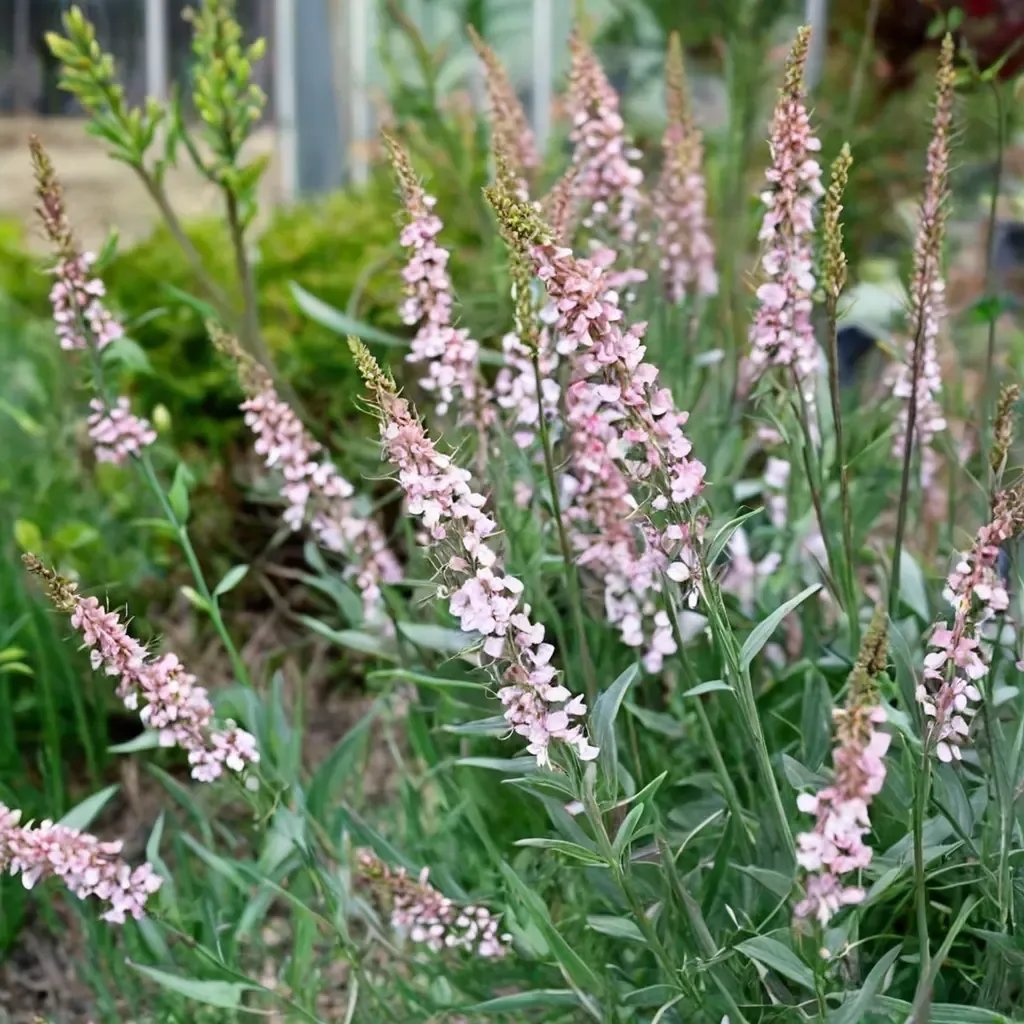 Linaria purpurea 'Canon Went'