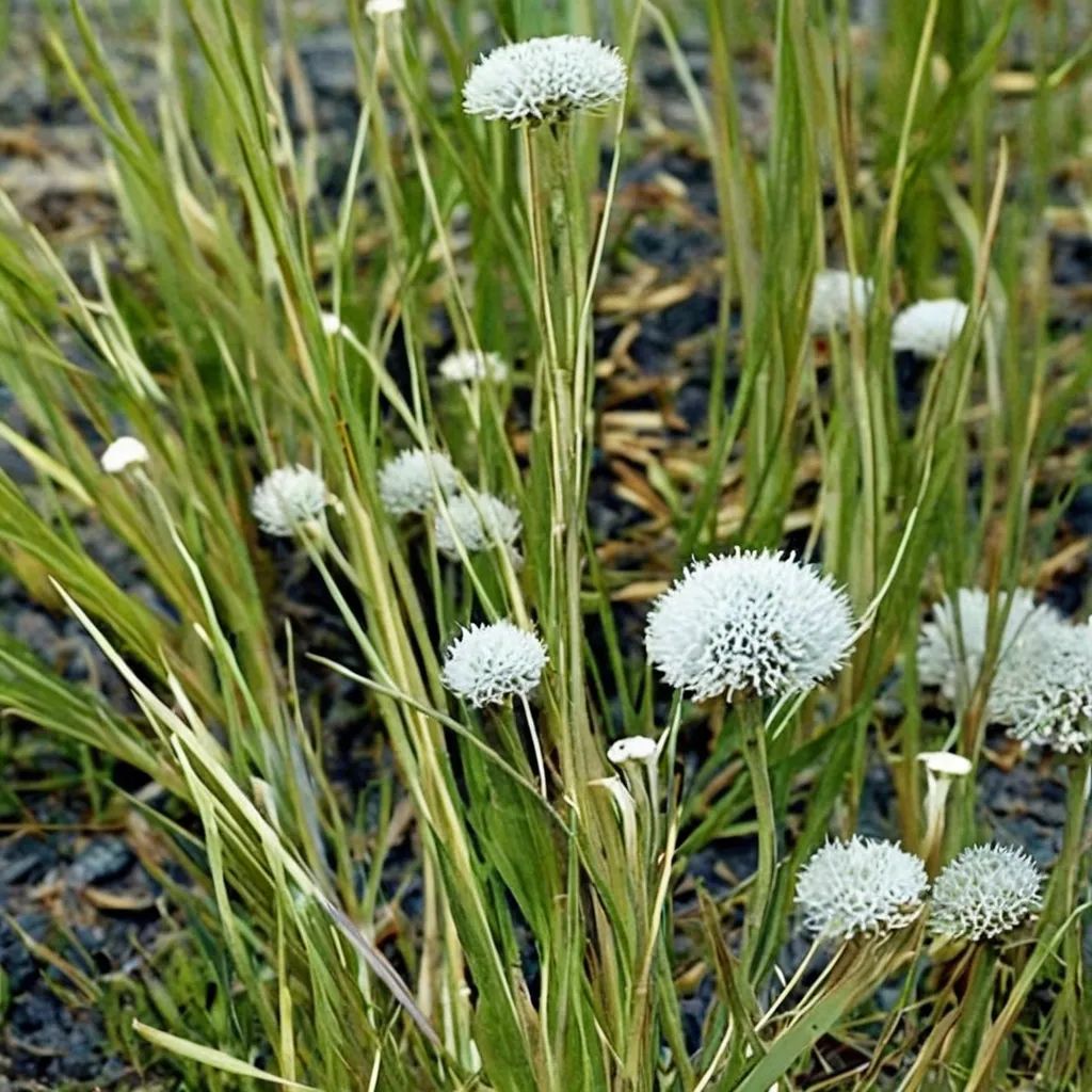Eriocaulon decangulare