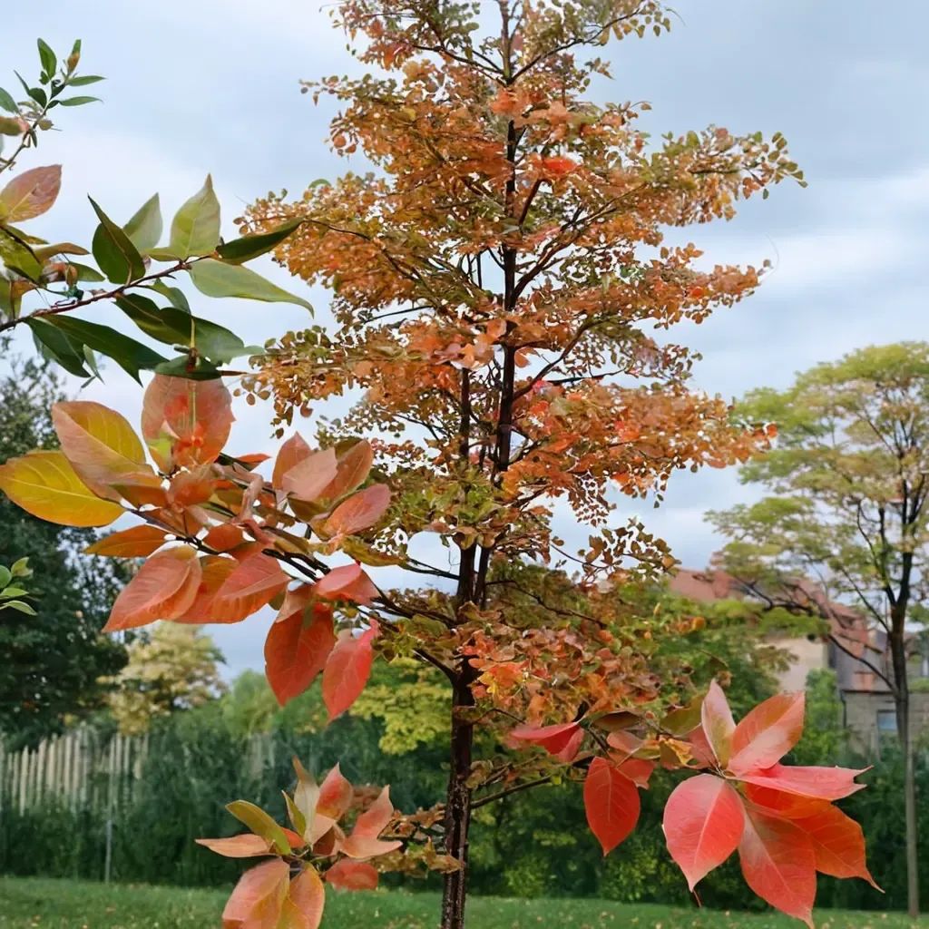 Nyssa sylvatica