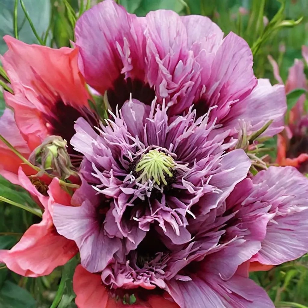 Papaver x hybrida 'Sugar Plum'