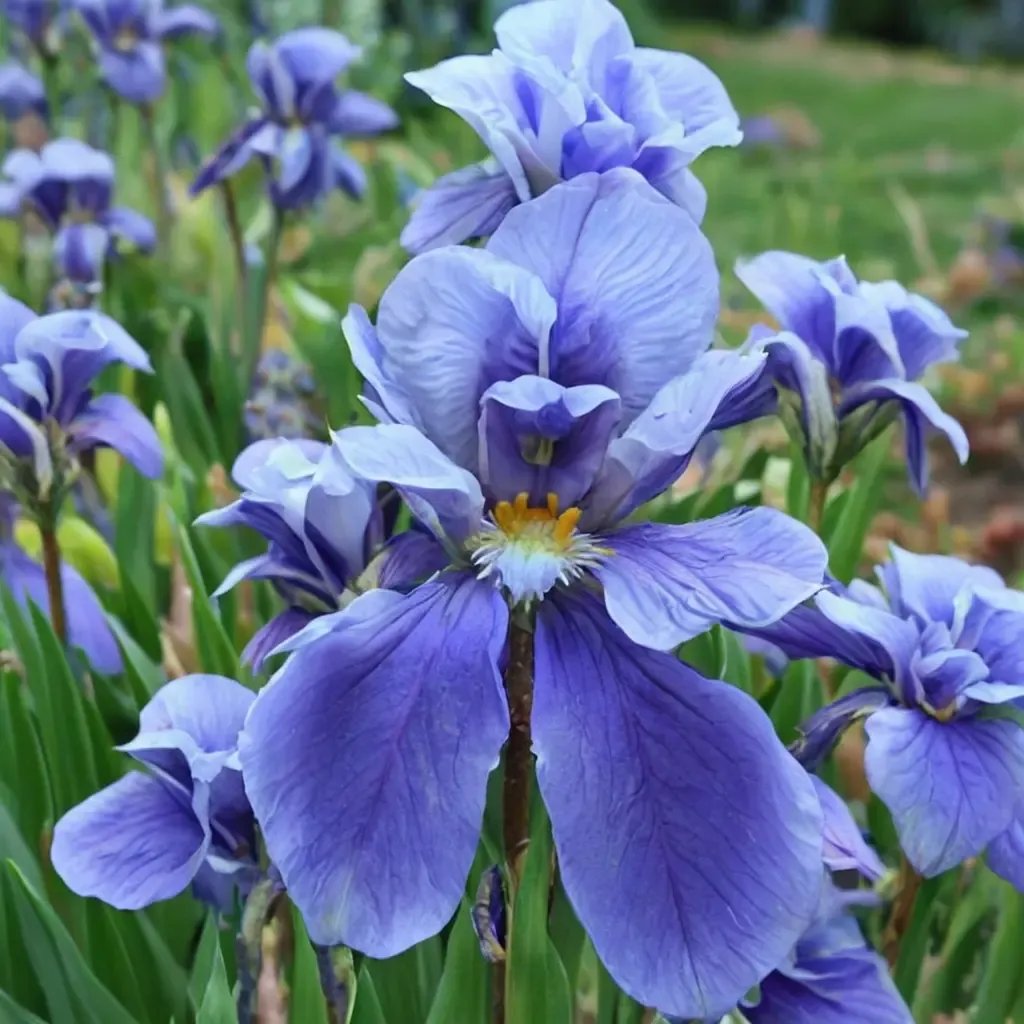 Iris x germanica 'Blue Rhythm'