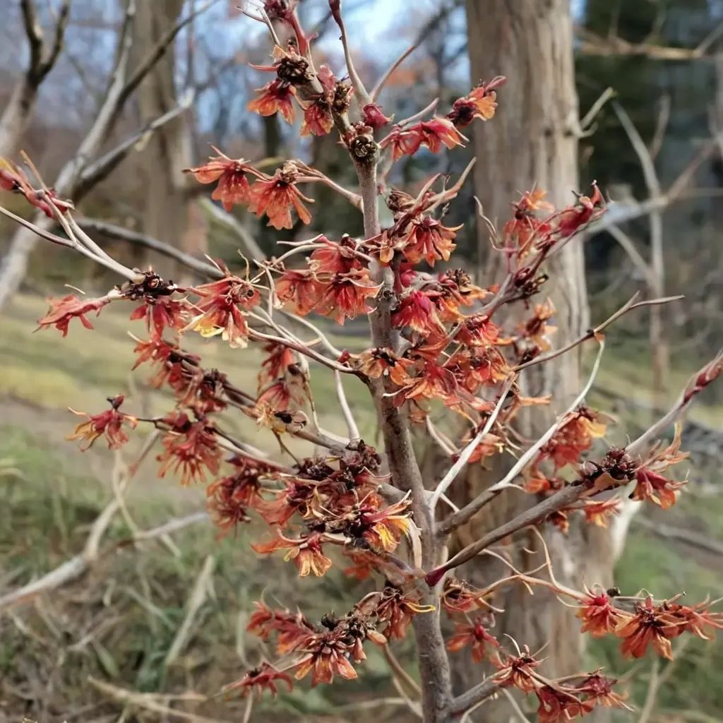 Hamamelis x hybrida 'Diane'