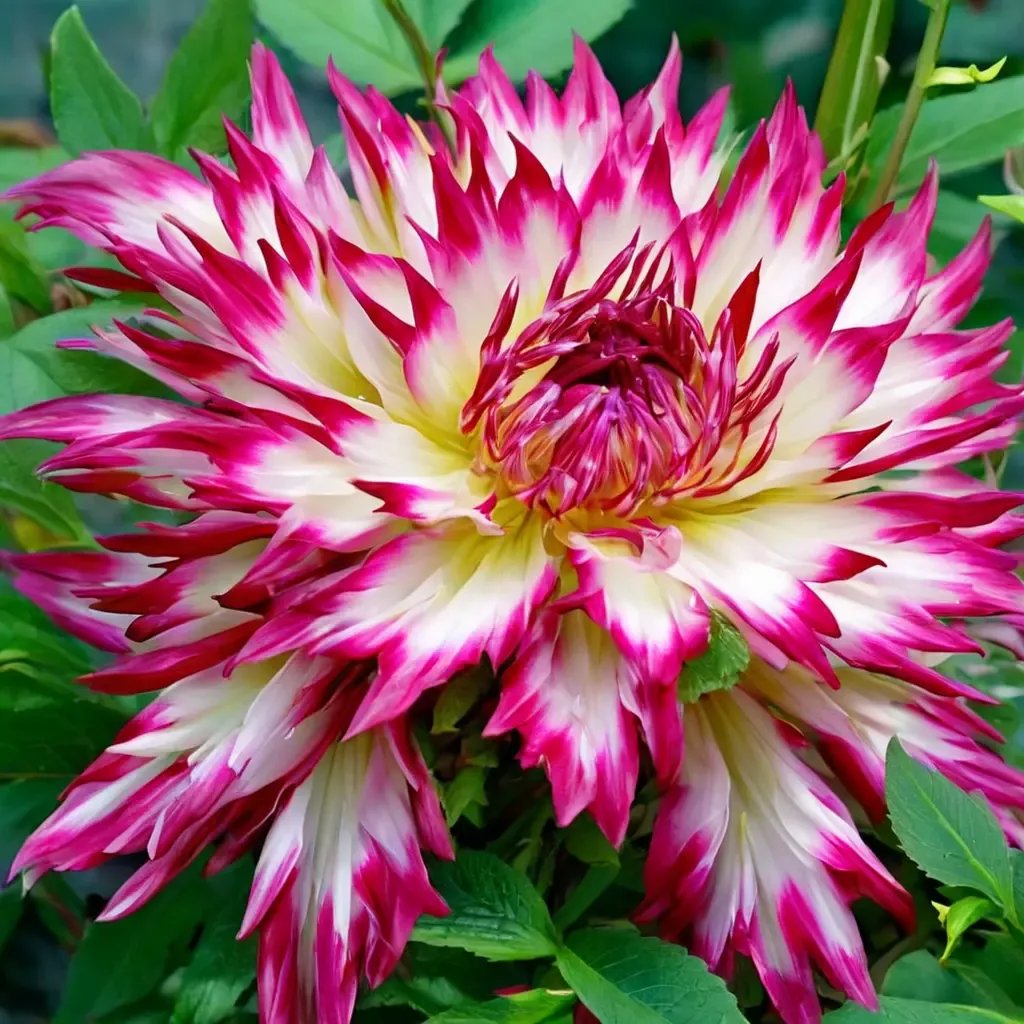 Dahlia cactus 'Dutch Explosion'